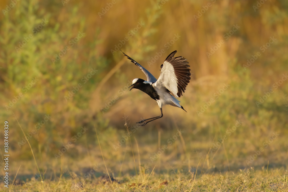 Fototapeta premium Flying Blacksmith Lapwing (Vanellus armatus), The black smith plover, renamed the black smith lapwing, is a common bird in Southern Africa