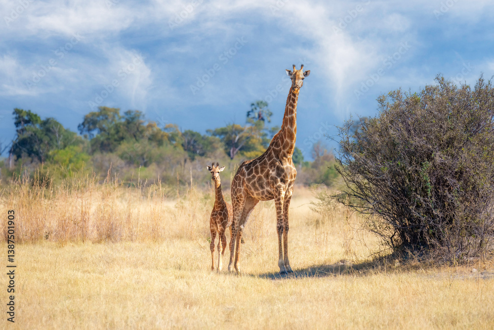 Fototapeta premium Giraffe and her baby seen on a safari, Giraffe in bush forest, evening light, sunset. Idyllic giraffe silhouette with evening blue sky, Botswana, Africa. Wildlife scene from nature.