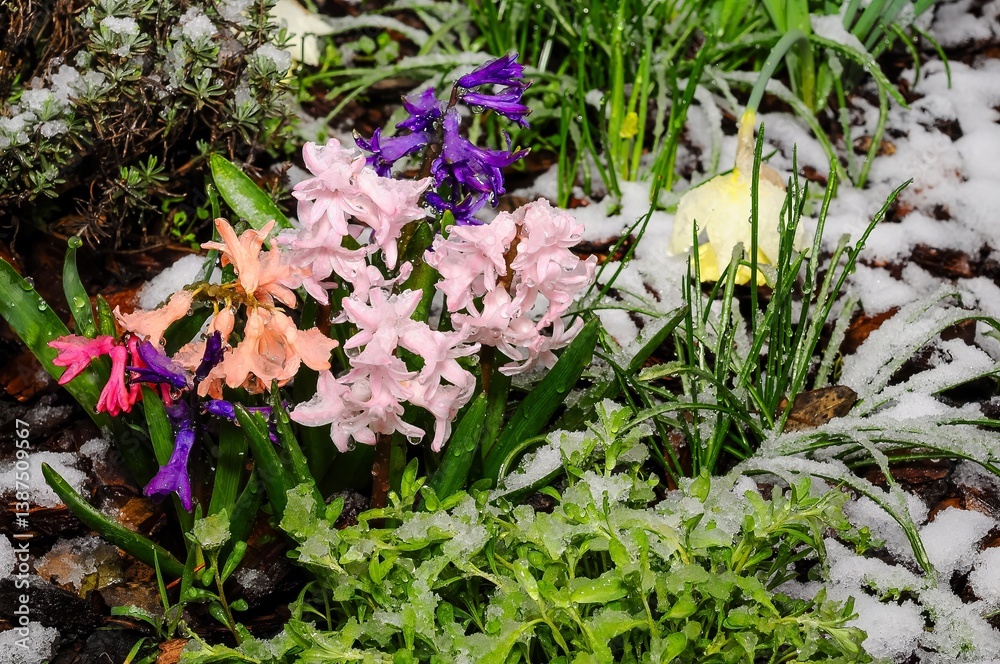 Vibrant hyacinths blooming under unexpected spring snow, showcasing nature's resilience.