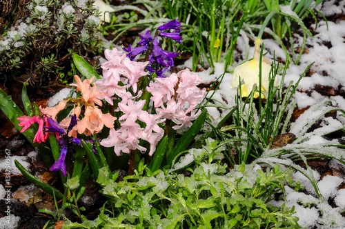 Obraz na płótnie Vibrant hyacinths blooming under unexpected spring snow, showcasing nature's resilience. w salonie