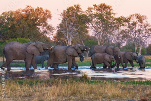Photography A group of elephant families go to the water's edge for a drink - African elephants standing near lake in Botswana at beautiful African Sunset