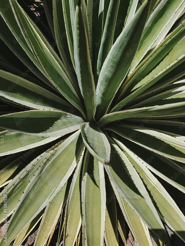 Fototapeta premium Top View of Agave Plant with Green Leaves