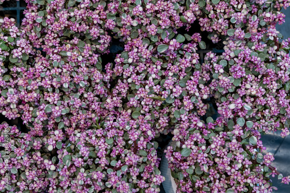 Fototapeta premium Purple floral display featuring vibrant clusters of small flowers in a garden setting during sunny weather