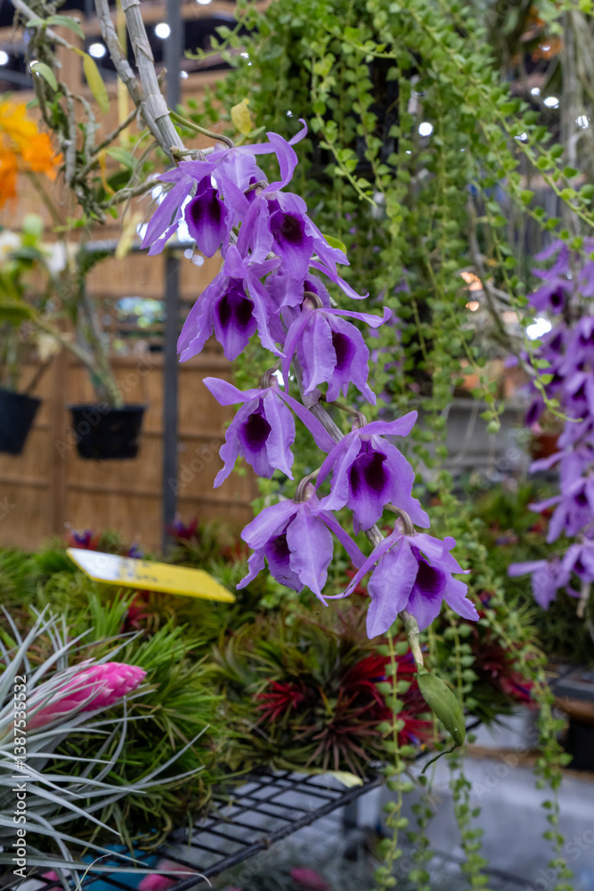 Fototapeta premium Beautiful purple orchids blooming in a vibrant floral display at a garden center during the spring season