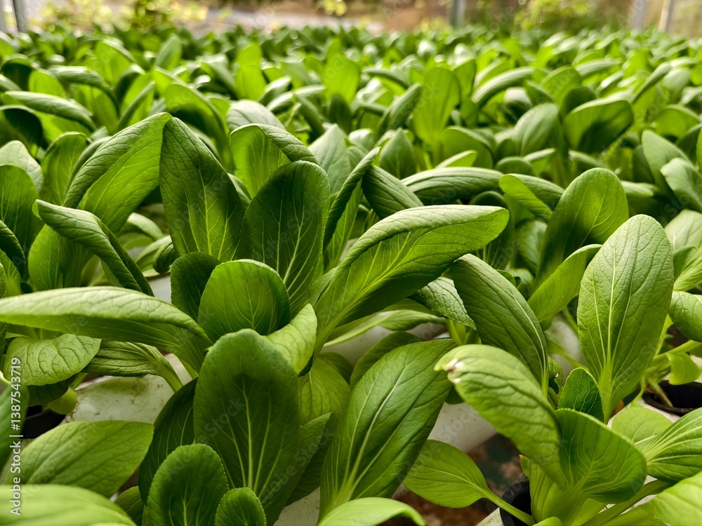 Fototapeta premium Cultivation of pakcoy plants using hydroponic methods