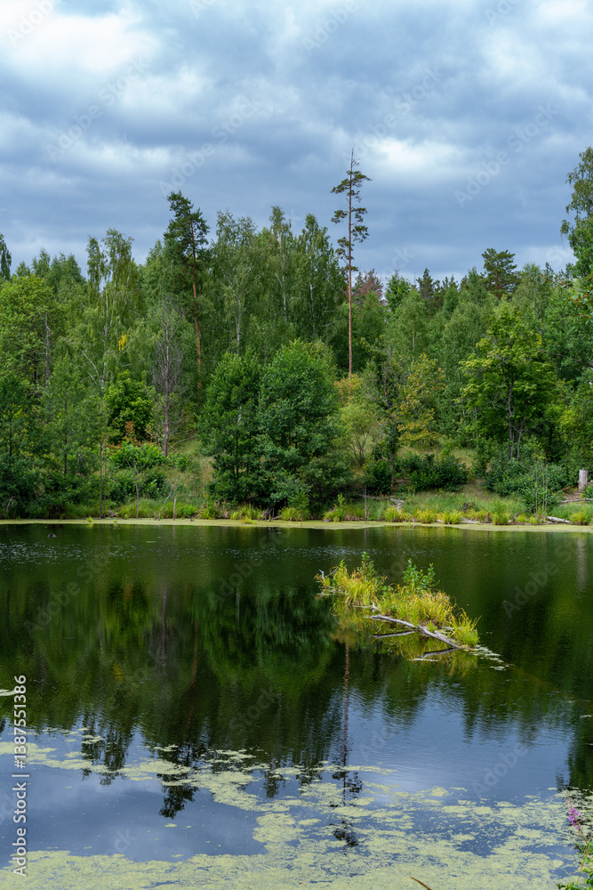 Fototapeta premium Different landscapes in autumn swamps.
