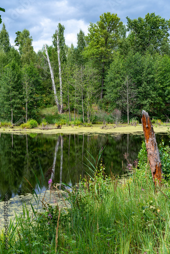 Different landscapes in autumn swamps.