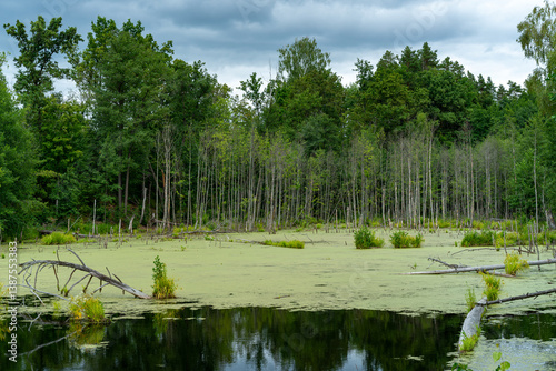 Different landscapes in autumn swamps.