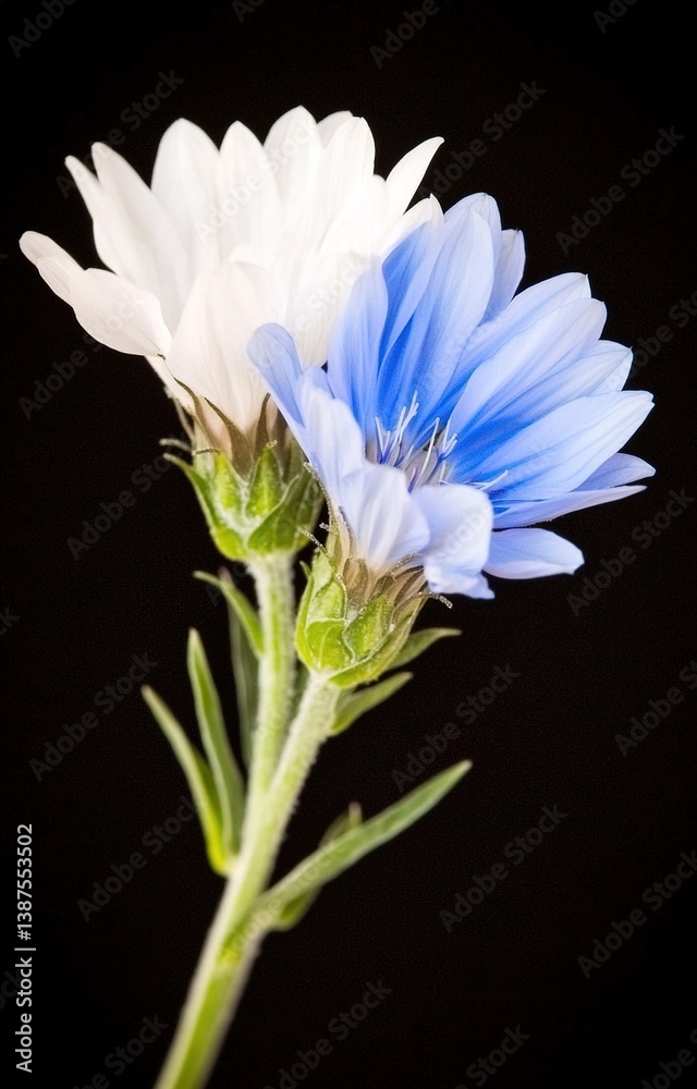 Fototapeta premium Intricate cornflowers, delicate blue against matte black , graphic, close-up, studio shot isolated