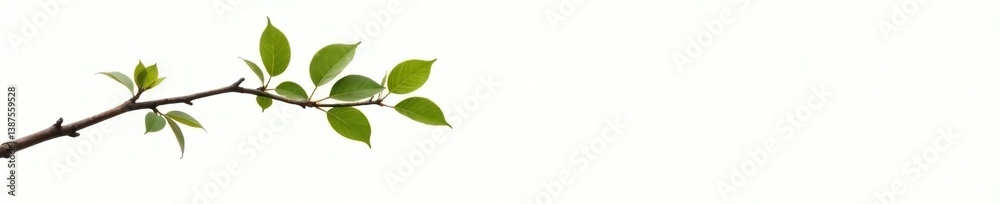 Naklejka premium A single branch with leaves on a white background, tree, white