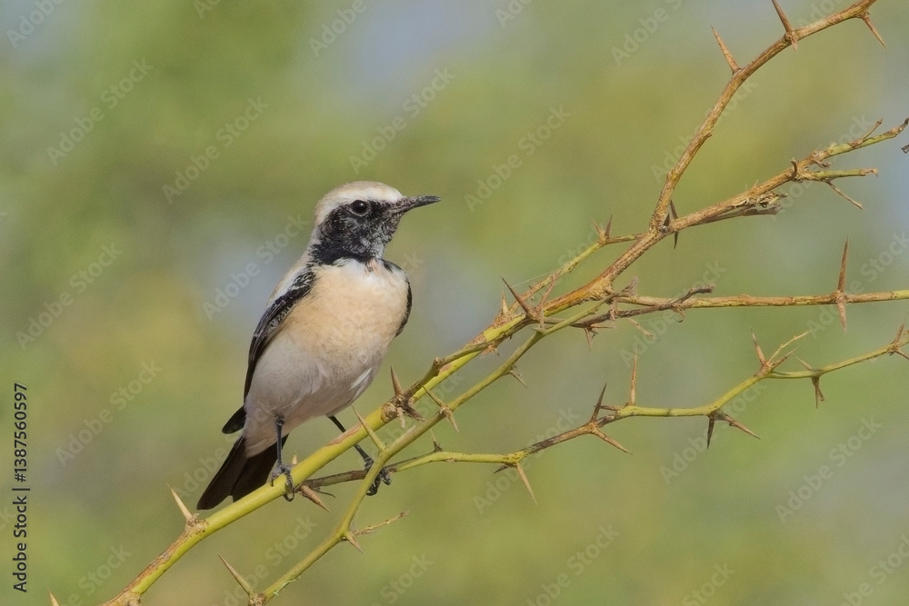 Fototapeta premium Desert Wheatear (Oenanthe deserti) male perched in a bush, close, Little Rann of Kutch, Gujarat, India.