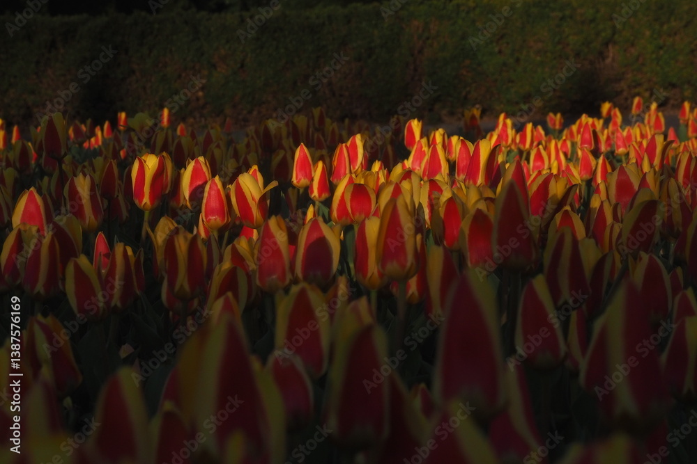 Naklejka premium tulipany