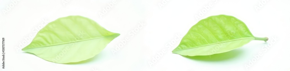 Fototapeta premium A single leafy green on white background isolated, simple, isolated leafy greens