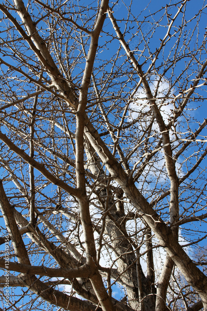 Leafless tree branches against the blue sky with clouds in a sunny day. Bare tree in winter background. Leafless tree branches against the blue sky with clouds in a sunny day. Bare tree in winter background.