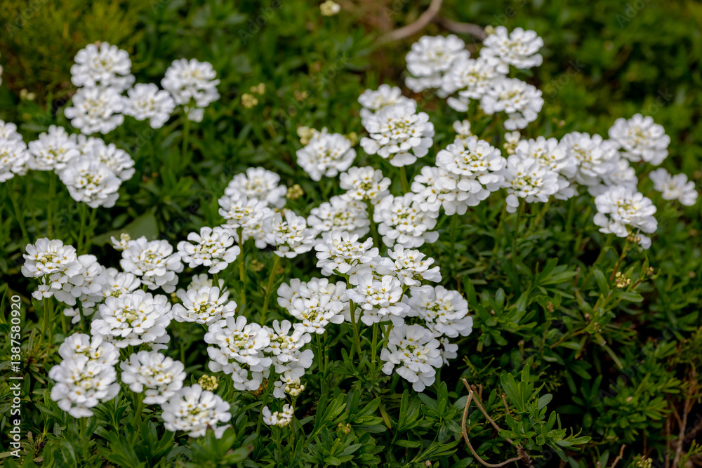 Selective focus of white Iberis sempervirens flower in the garden, The evergreen candytuft or perennial candytuft is a species of flowering plant in the family Brassicaceae, Nature floral background. Selective focus of white Iberis sempervirens flower in the garden, The evergreen candytuft or perennial candytuft is a species of flowering plant in the family Brassicaceae, Nature floral background.