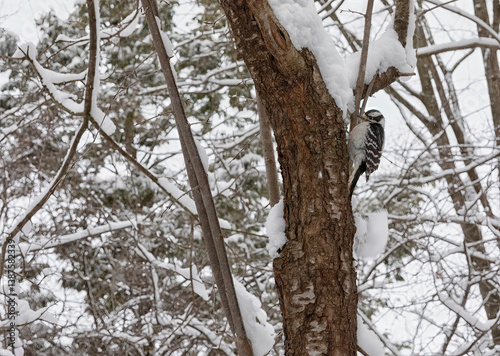 Downy Woodpecker on tree