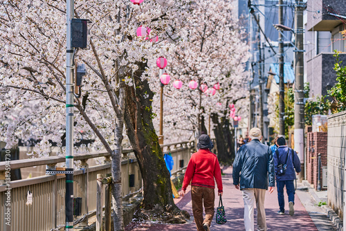 Photography Elderly Couple Walking Under Cherry Blossoms in a Tokyo Neighborhood