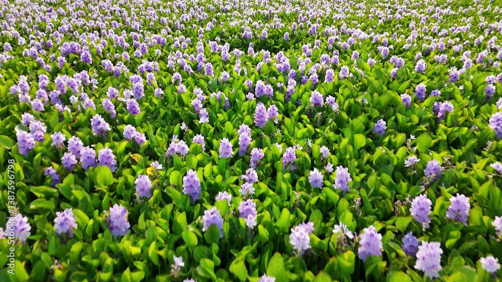 flying low over water hyacinth plants within the rice terraces outside of Hoi An Vietnam flying low over water hyacinth plants within the rice terraces outside of Hoi An Vietnam