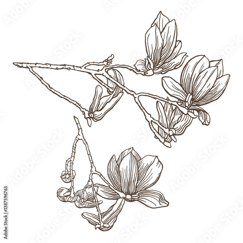 Drawing of a branches of magnolia with a few flowers on it. Pen and ink drawing. Flower illustration. Vector garden plant drawing. Hand-drawn nature design element. Not AI generated.