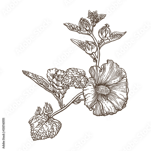 Drawing of mallow flowers. Pen and ink drawing. Flower illustration. Vector garden plant drawing. Hand-drawn nature design element. Not AI generated.