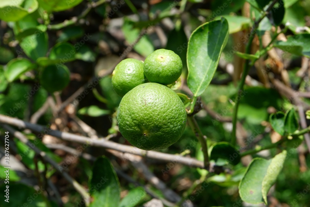 Close-up of green lime in the garden. Close-up of green lime in the garden.