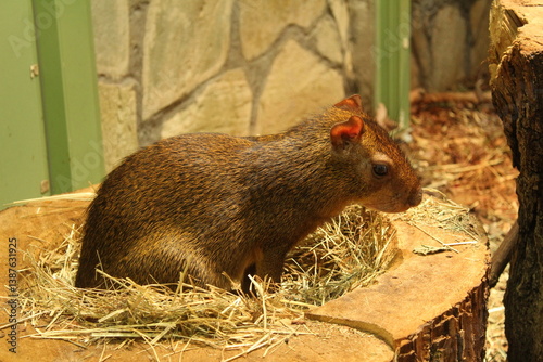Dasyprocta azarae small rodent sitting on hay in the zoo photo