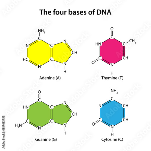The four bases of DNA (adenine, thymine, guanine, cytosine)