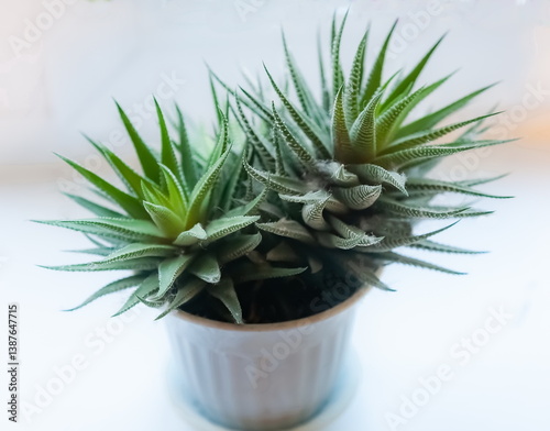 Succulent indoor herbaceous plant, a species of the genus Haworthia of the subfamily Asphodellaceae of the family Xanthorrhea in a white pot on a white background
