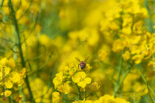 菜の花とミツバチ