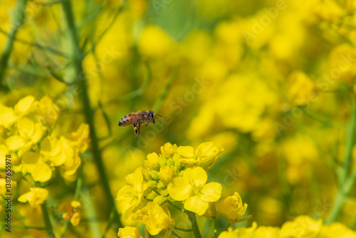 菜の花とミツバチ
