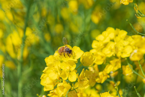 菜の花とミツバチ