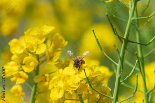 菜の花とミツバチ