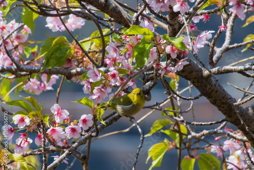 桜とメジロ