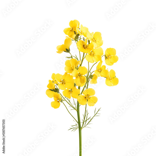 A Vibrant Yellow Canola Flower Isolated on Transparent Background