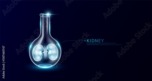 Kidney human transparent in beaker glass triangle test tube on dark blue background. Internal organ anatomy sample medical science experiment. Research genetic scientific concept. Vector EPS10.