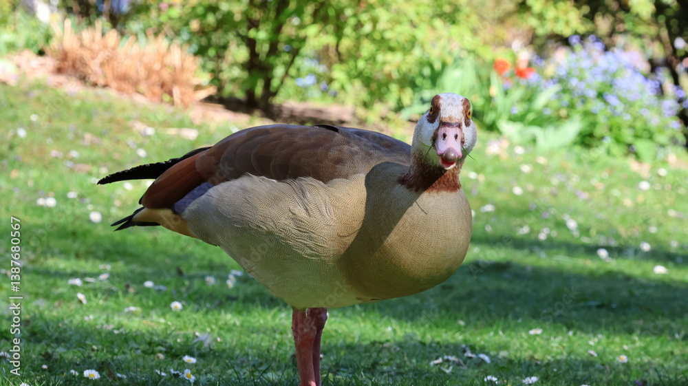 Obraz premium Nilgans