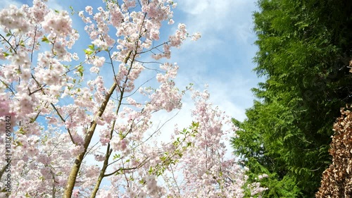 A tree with pink flowers is in the foreground. The sky is blue and there are no clouds