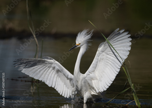 Snowy egret wings out portrait