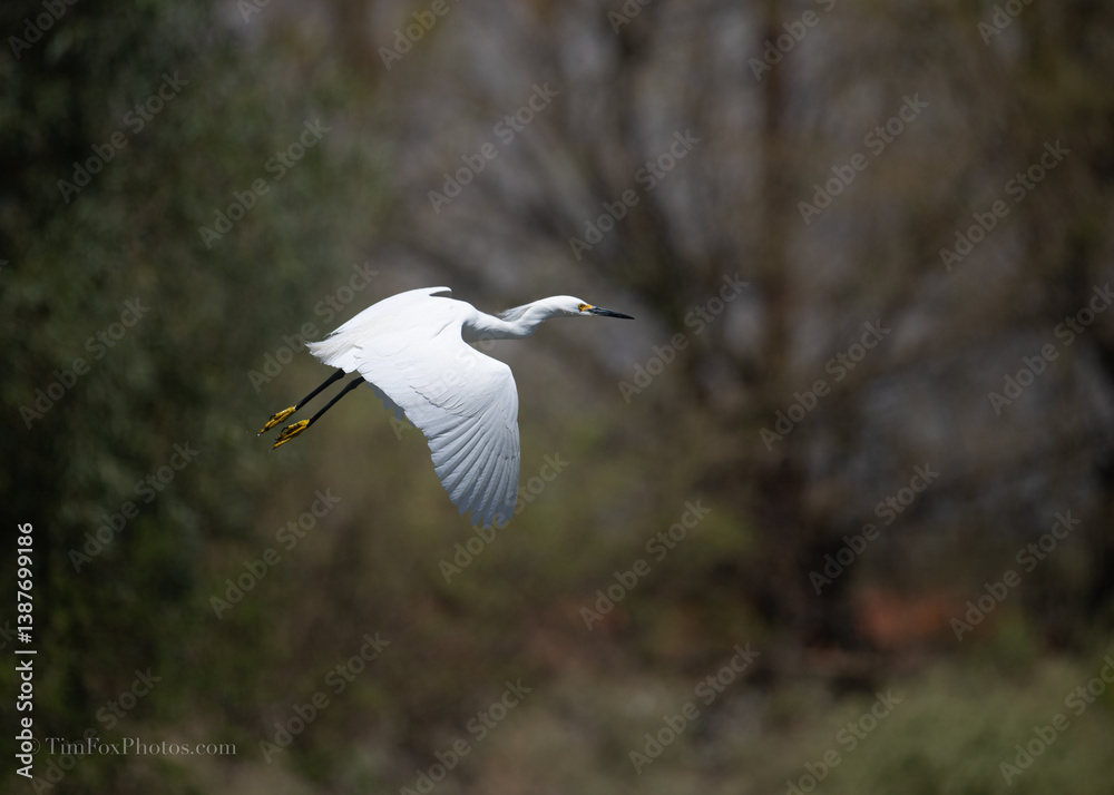 Snowy Egret in flight Snowy Egret in flight