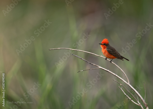 Vermillion flycatcher