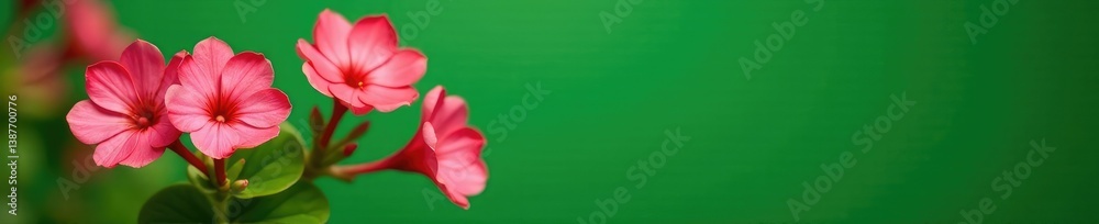 Fototapeta premium Adenium tree flowers against a green background, adenium, background, succulent