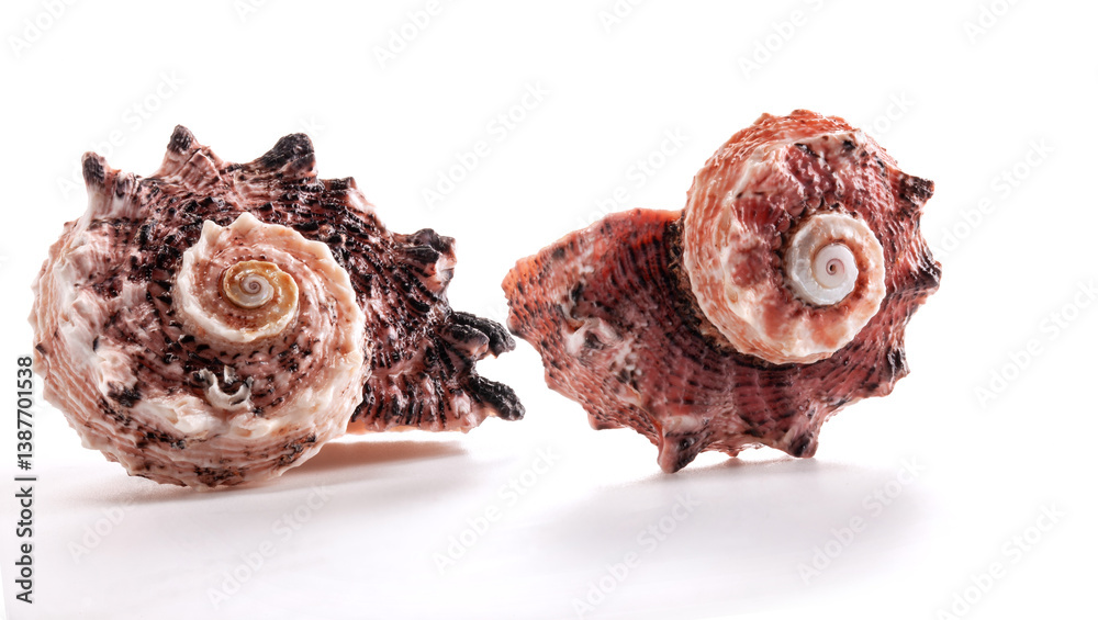Angaria delphinus, common name the common delphinula, is a species of sea snail, a marine gastropod mollusc of the family Angariidae. Angaria delphinus, common name the common delphinula, is a species of sea snail, a marine gastropod mollusc of the family Angariidae.