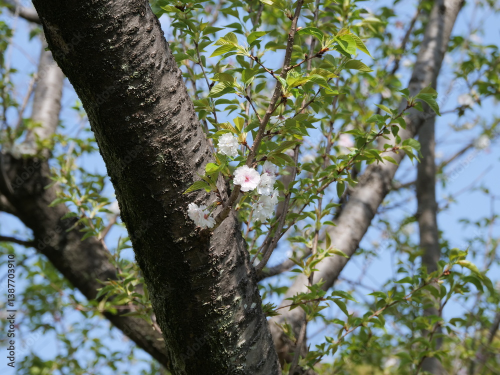 Fototapeta premium コブクザクラの花が咲いている