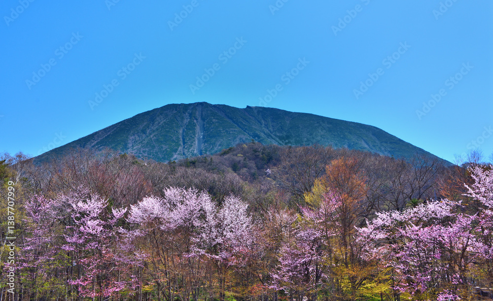Fototapeta premium 栃木県日光市 満開の桜と男体山