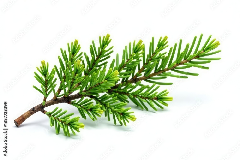 Single branch of fir tree isolated on white background, forest, coniferous Single branch of fir tree isolated on white background, forest, coniferous