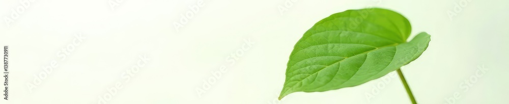 Obraz premium Single large leaf isolated against white background, plant, background, white