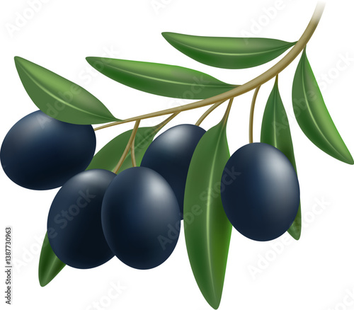 Realistic black olive branch