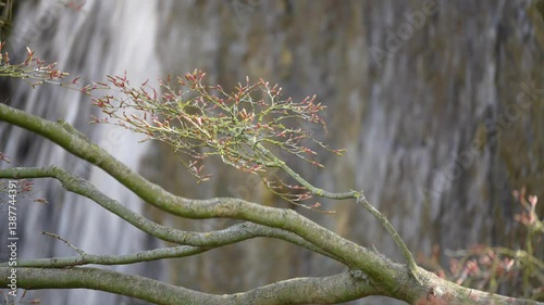 A tree branch with leaves on it against a waterfall. The leaves are green and brown. The branch is tilted to the right.