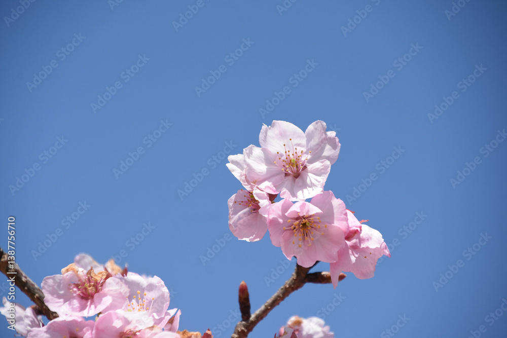 河津桜