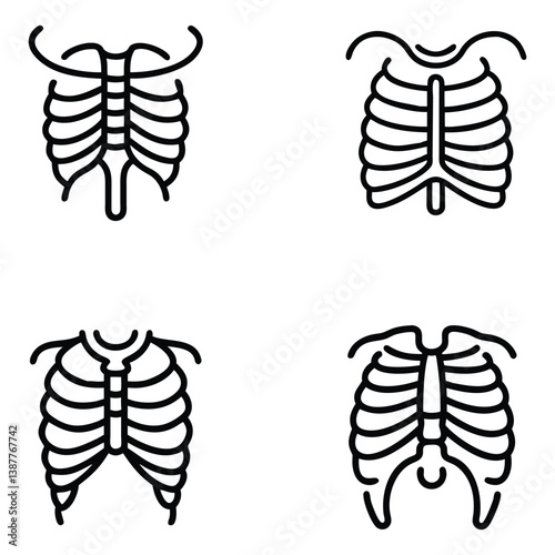 Vector human ribcage 